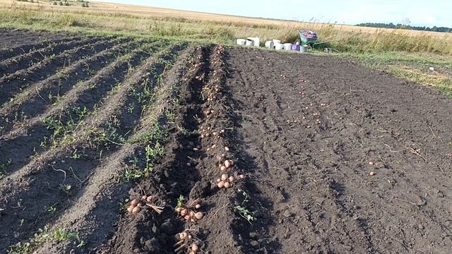 Сарпо Аксона в 2026. Впечатляющих размеров нет)))