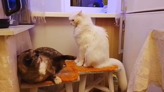 Леся и Сёма - Тщетные попытки поиграть