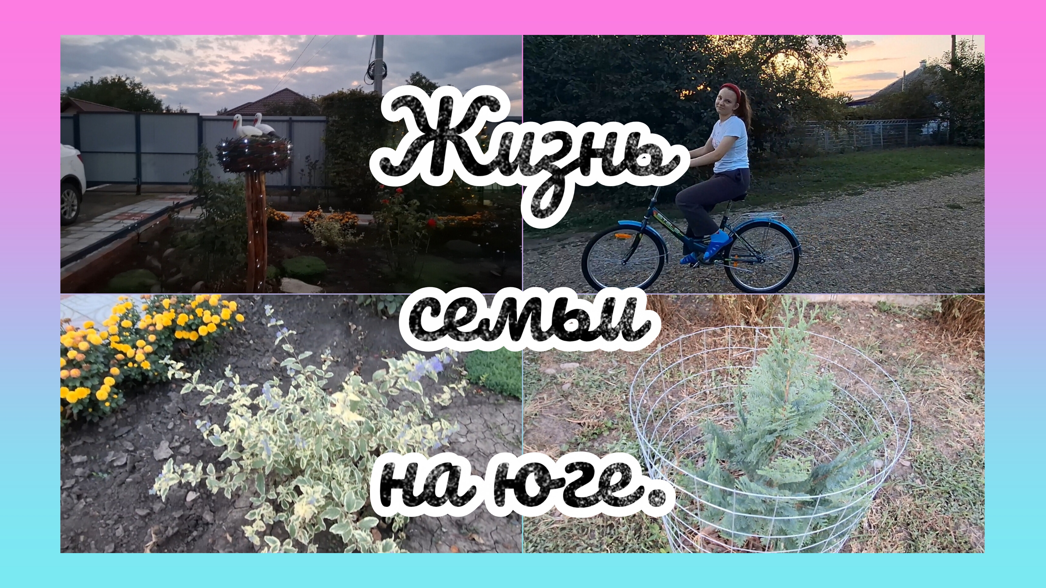 27-09-2026/ Посадили розу/ Живём и работаем на Кубани/ Переезд на юг/