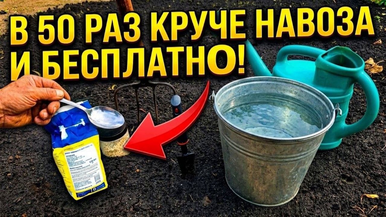 В 50 раз КРУЧЕ НАВОЗА и бесплатно 1 ложка на ведро воды в почву осенью