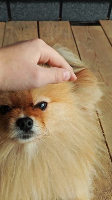 Мой собакен Стив🐶