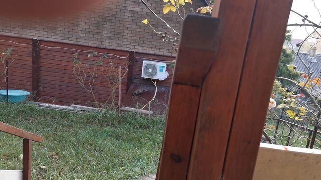 СОЧИ ГОРНОЕ ЛОО УТРО 27.09.2026