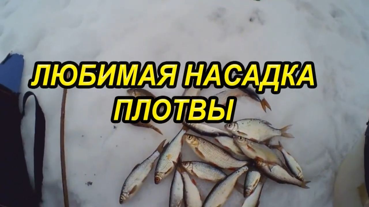 Рыбалка на любимую насадку плотвы зимой,зимняя рыбалка на мормышку