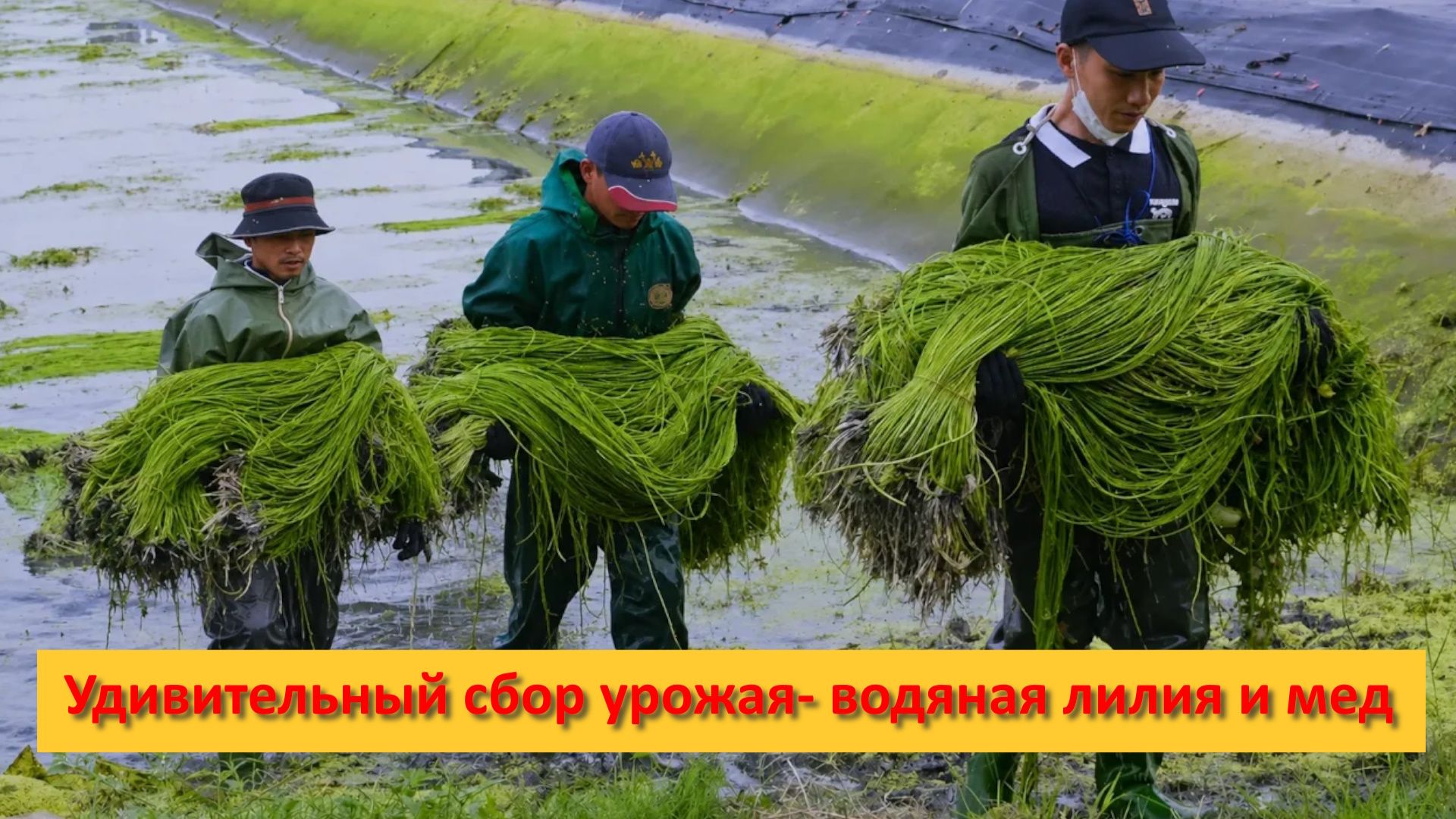Удивительный тайваньский сбор урожая- водяная лилия и мед