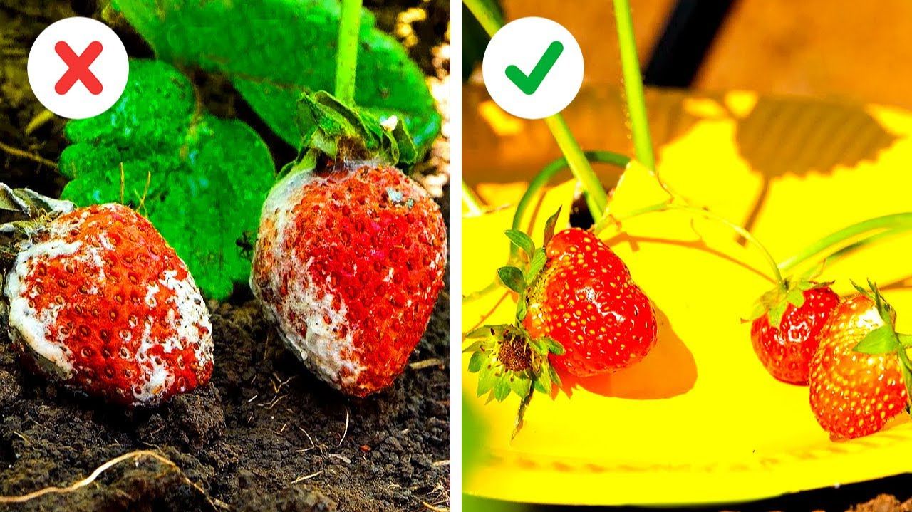 🍓ОЧЕНЬ ПРОСТЫЕ И ПРОВЕРЕННЫЕ САДОВЫЕ ХИТРОСТИ ДЛЯ ЗДОРОВЫХ РАСТЕНИЙ