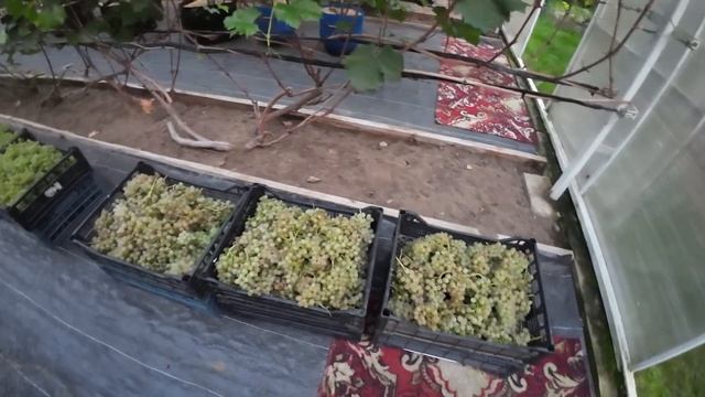 Технические сорта. Обзор. Нагрузка. Брикс. Сезон 2026 🍇 Юрий Стражев