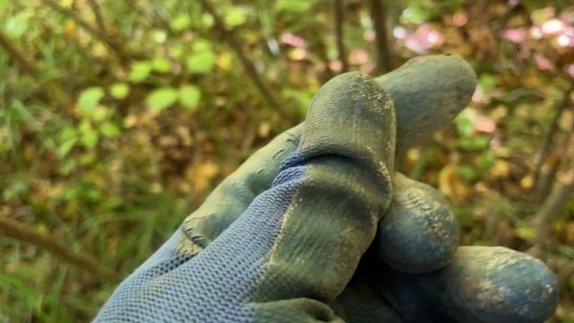 Не ожидал  Лесная дорога вся в находках