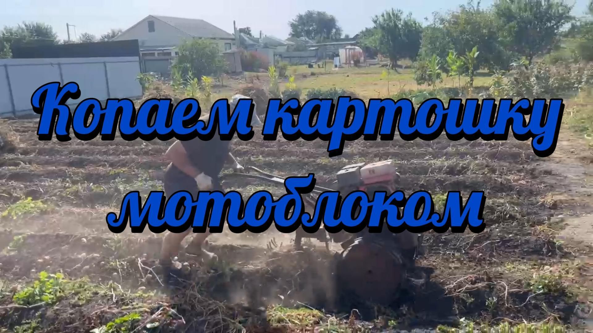 Копаем картошку мотоблоком.