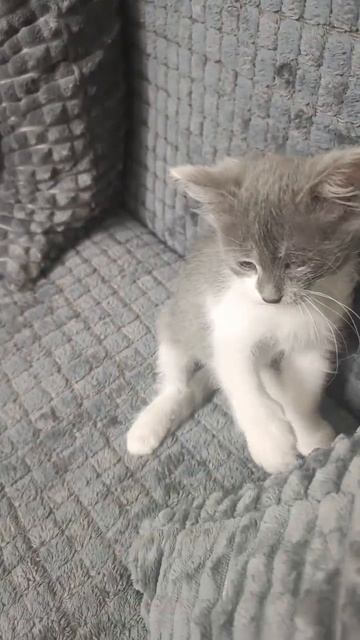 Мегаактивная Мишелька... Продолжаем лечение глазика...😍