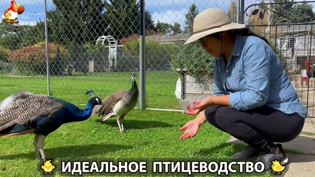Идеальное птицеводство достойно восхищения 🐓🦆🦢🦚🦃🐔 эпизод (562)