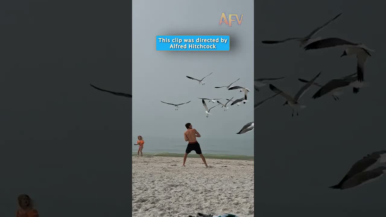 День на пляже, которым гордился бы Альфред Хичкок #funny #birds #fail