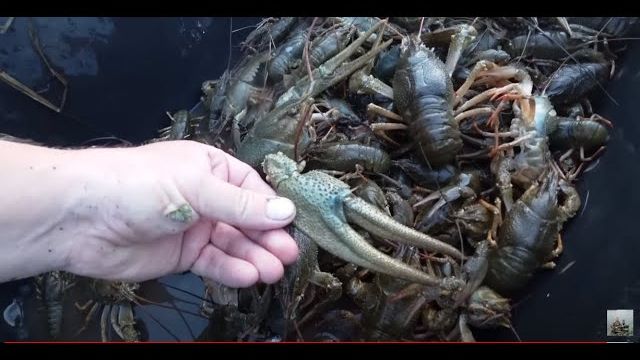 НАЛОВИЛ РАКОВ🦞🦞🦞Их не то, что в руки брать, на них смотреть страшно.