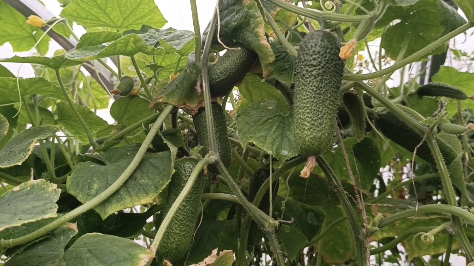 Второй урожай зелени и бесконечный огуречный поток 🥒🥒🥒