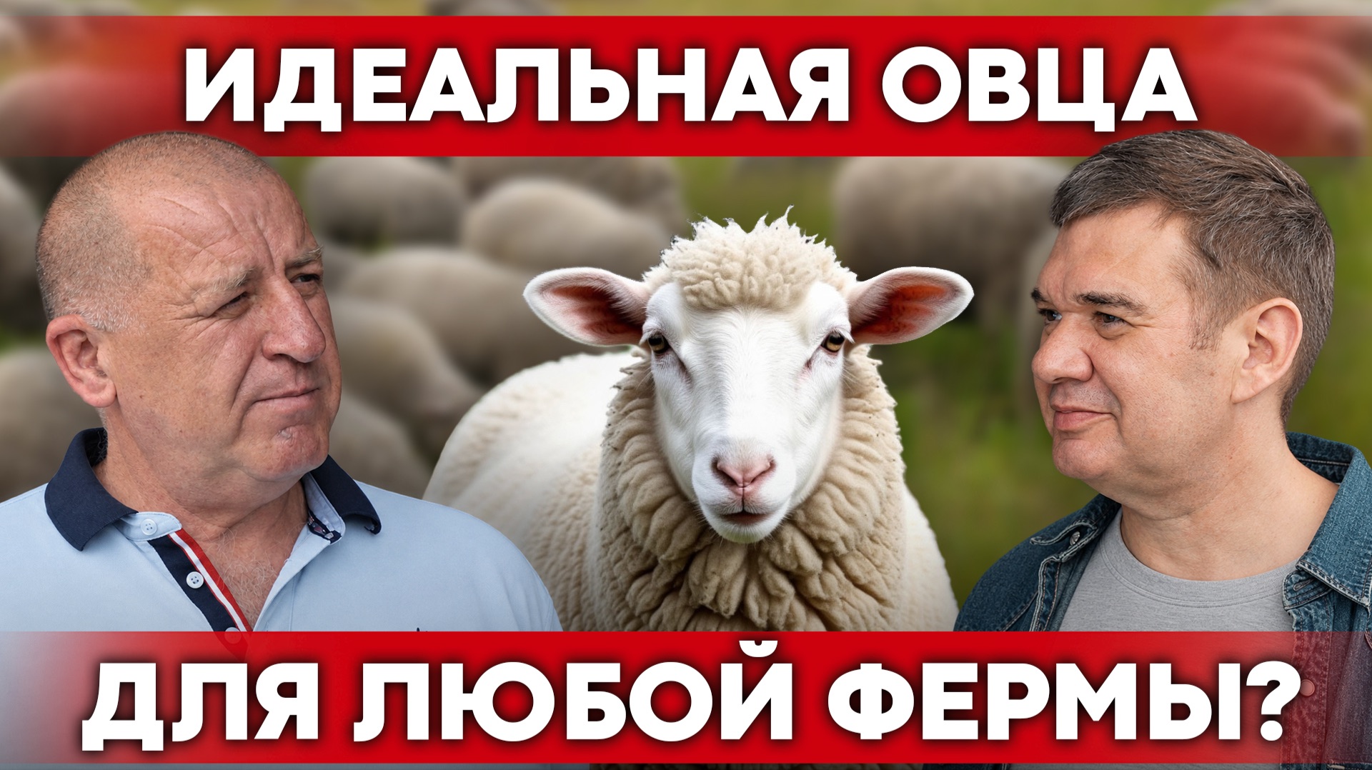 Ташлинские овцы: порода с двойным приплодом и мясом без запаха! | Своя еда