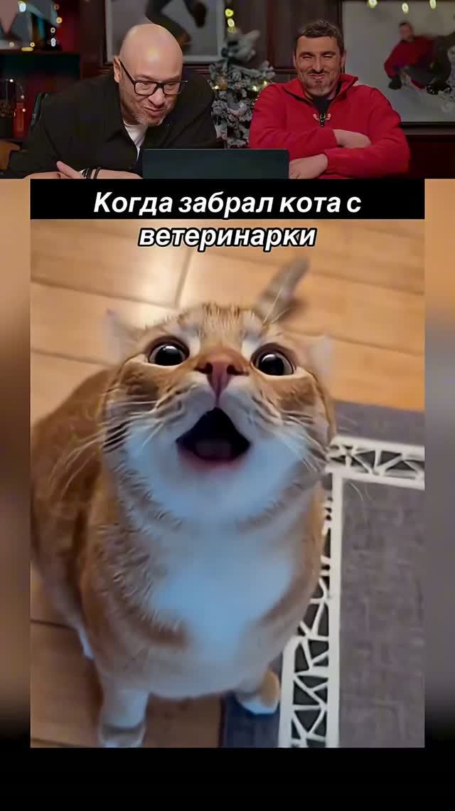 ЗАСМЕЯЛСЯ-ПОДПИСАЛСЯ! Ч.132😂КОШАЧЬИ ИСТОРИИ!