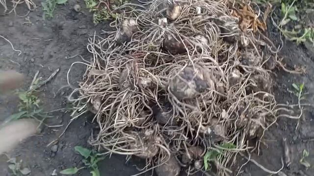 Калла садовая : Уборка, Промывка, Сушка