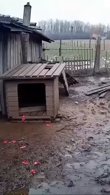 переполох в деревни