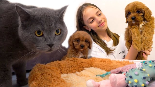Настя НЯНЯ реакция КОТИКА на СОБАЧКУ как назвали My Little Nastya