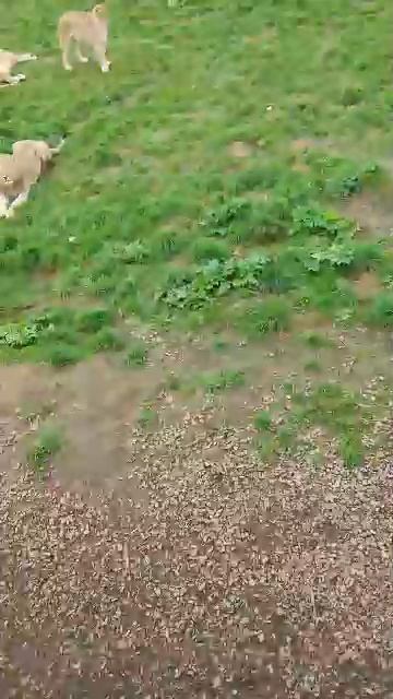 орр