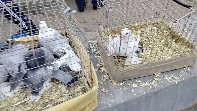 Ярмарка голубей г Тула. 27.09.26.