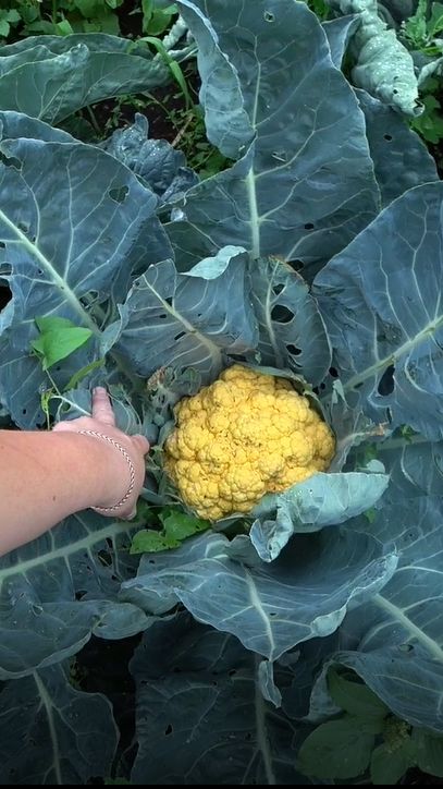 Уткам тоже хочется капусты