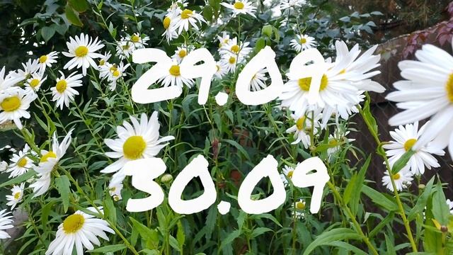 Лунный Календарь Комнатного Цветовода с28.09-4.10.26г.