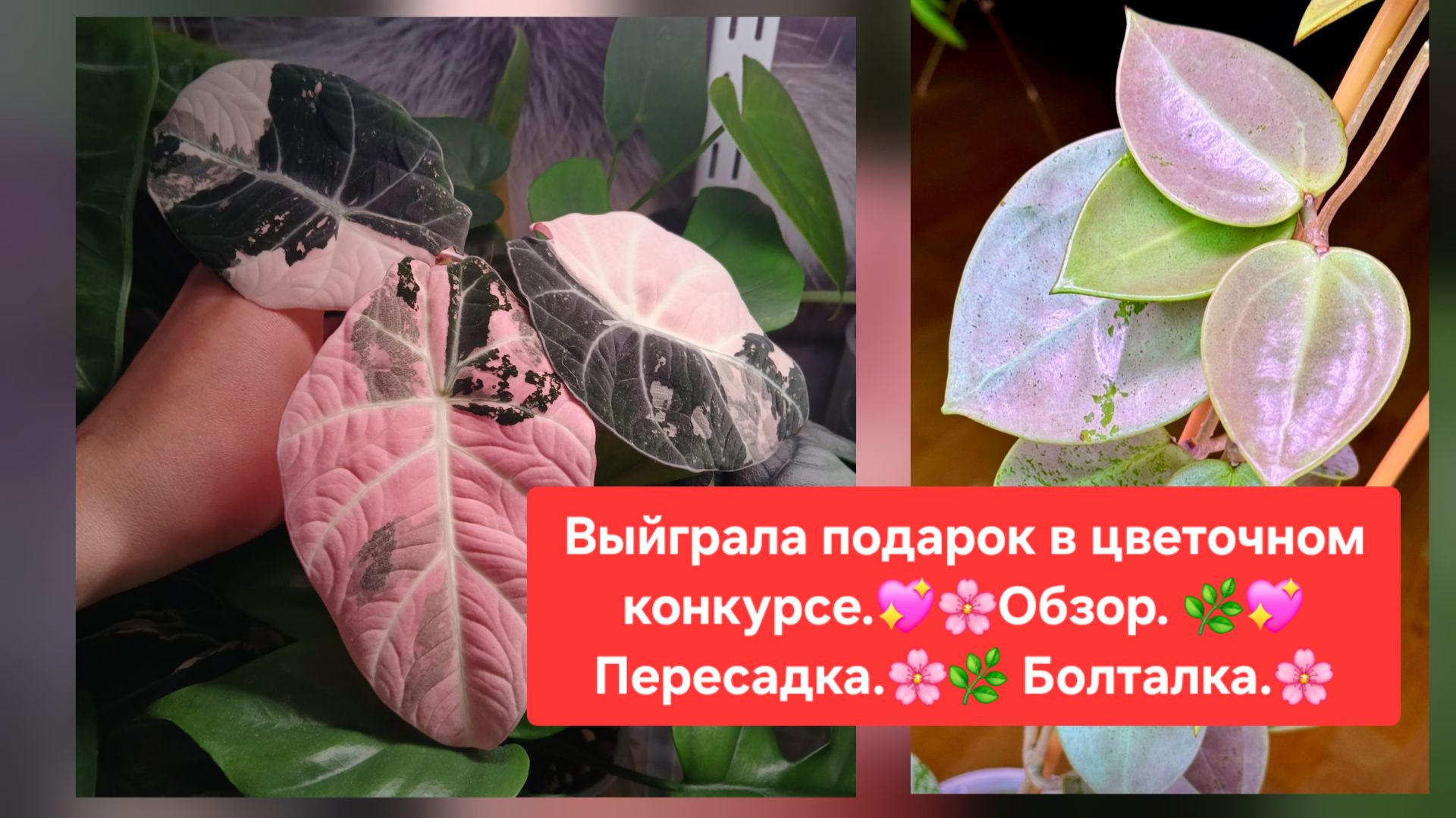 ВЫИГРАЛА ПОДАРОК  В ЦВЕТОЧНОМ КОНКУРСЕ 🌸🍀 ОБЗОР. 💖🌷ПЕРЕСАДКА. 🍀БОЛТАЛКА.🌺🌳