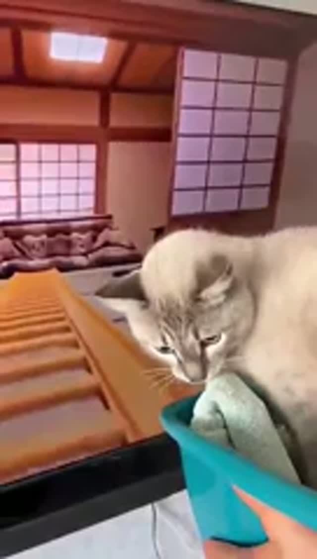 Котракцион🐱