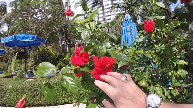 Сад и басейн отеля Jomtien Palm Beach
