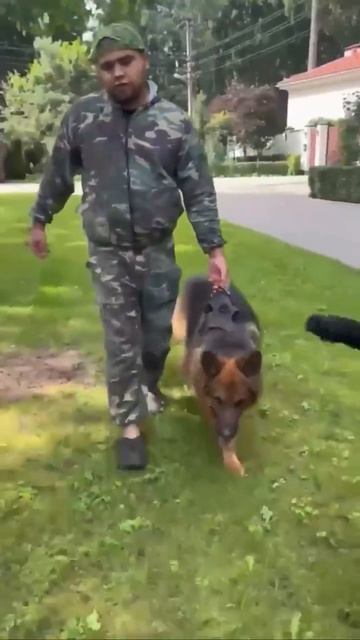 Наш бедный Иртыш 🍀 был в 🩺клинике❗ Пост в описании 🎥 #dog #собака #овчарка #друг #любовь