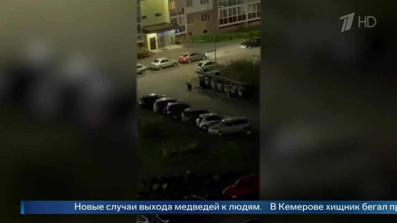 В Кемерово засняли медведя во дворе жилого комплекса.