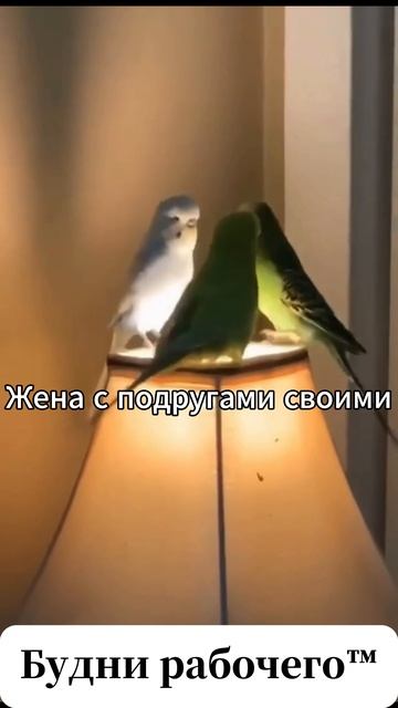 Coub