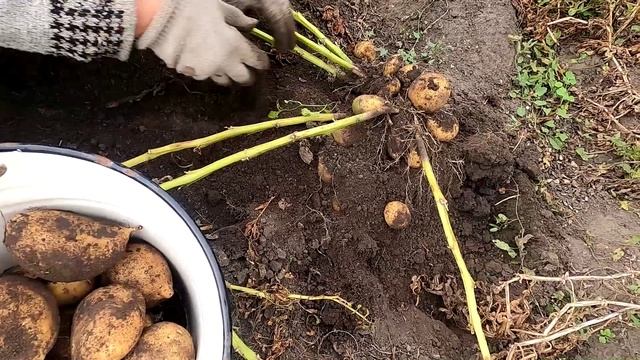 Картофель, итоги сезона.