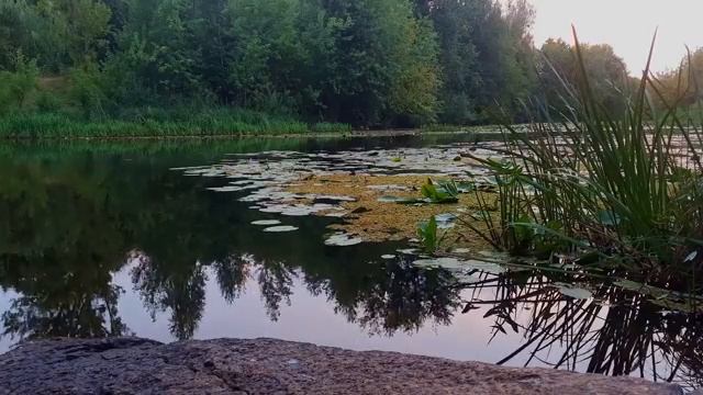 Peaceful Birdsong By The Water Relaxing Nature Sounds [get-save.com]