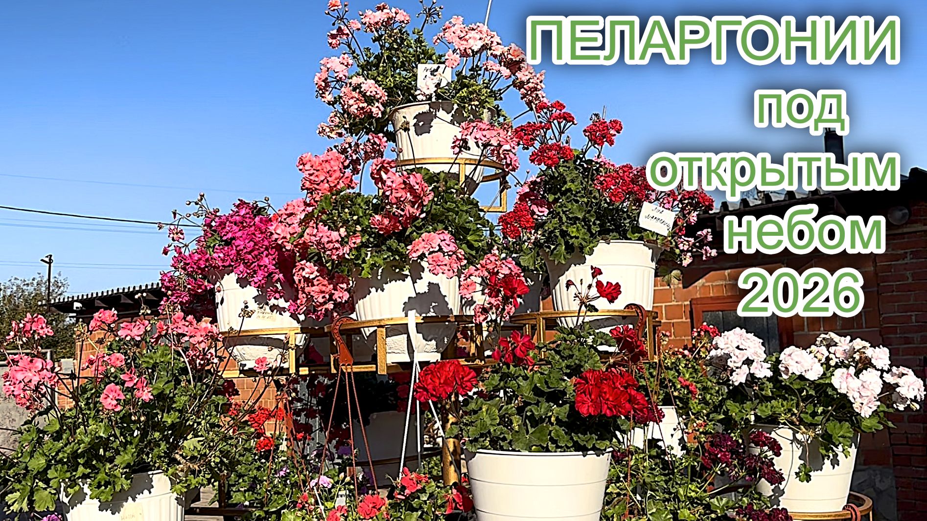 ПЕЛАРГОНИИ ПОД ОТКРЫТЫМ НЕБОМ 2026.