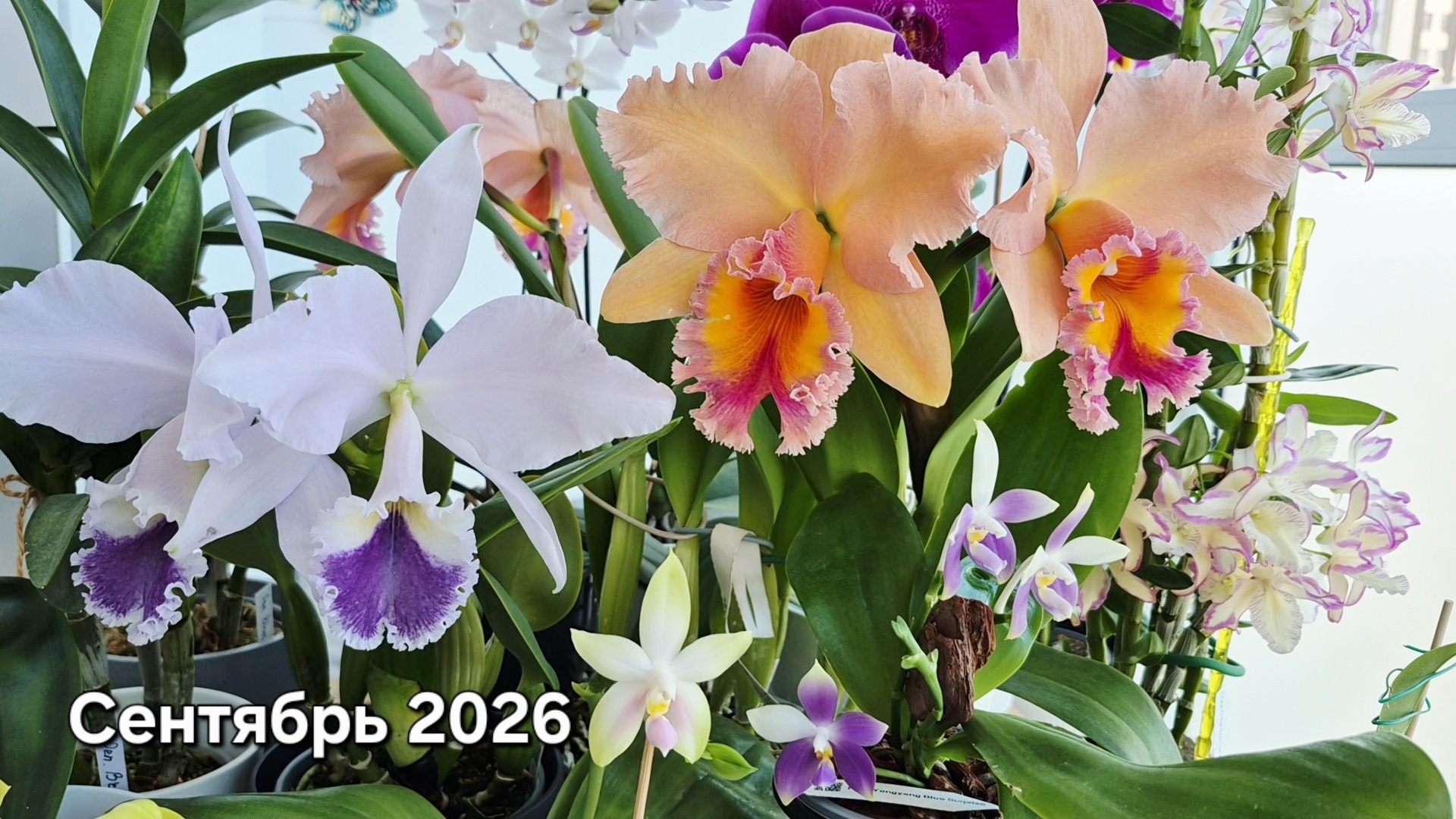 Цветение орхидей. Сентябрь 2026.