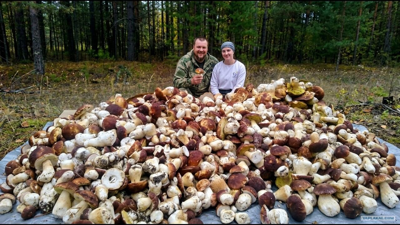 С УМА СОЙТИ Столько грибов мы ещё не видели. Нашли множество боровиков. Поход за белыми грибами