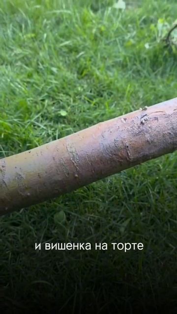 Дерево сгнило изнутри из-за неправильной посадки #огород #сад #советы