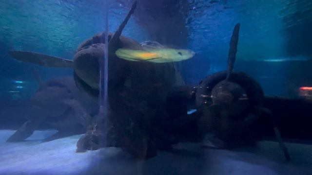 Подбитый самолет на дне турецкого моря периода Великой Отечественной войны 1941-45 годов в аквариуме