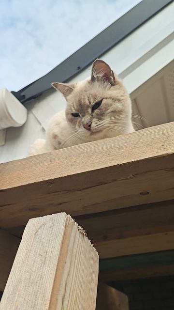 Китик 🐱