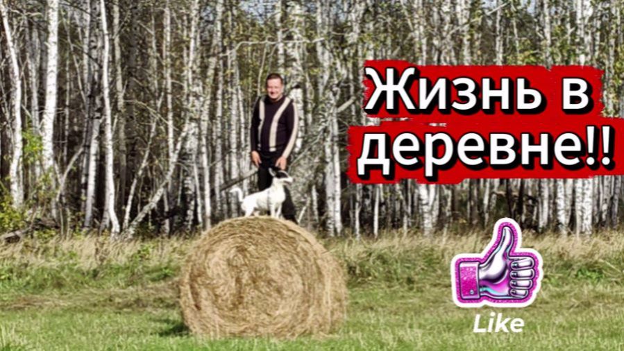 Жизнь в деревне.Поездка в лес за мохом .Нашли груздей .Прогулялись и отдохнули.