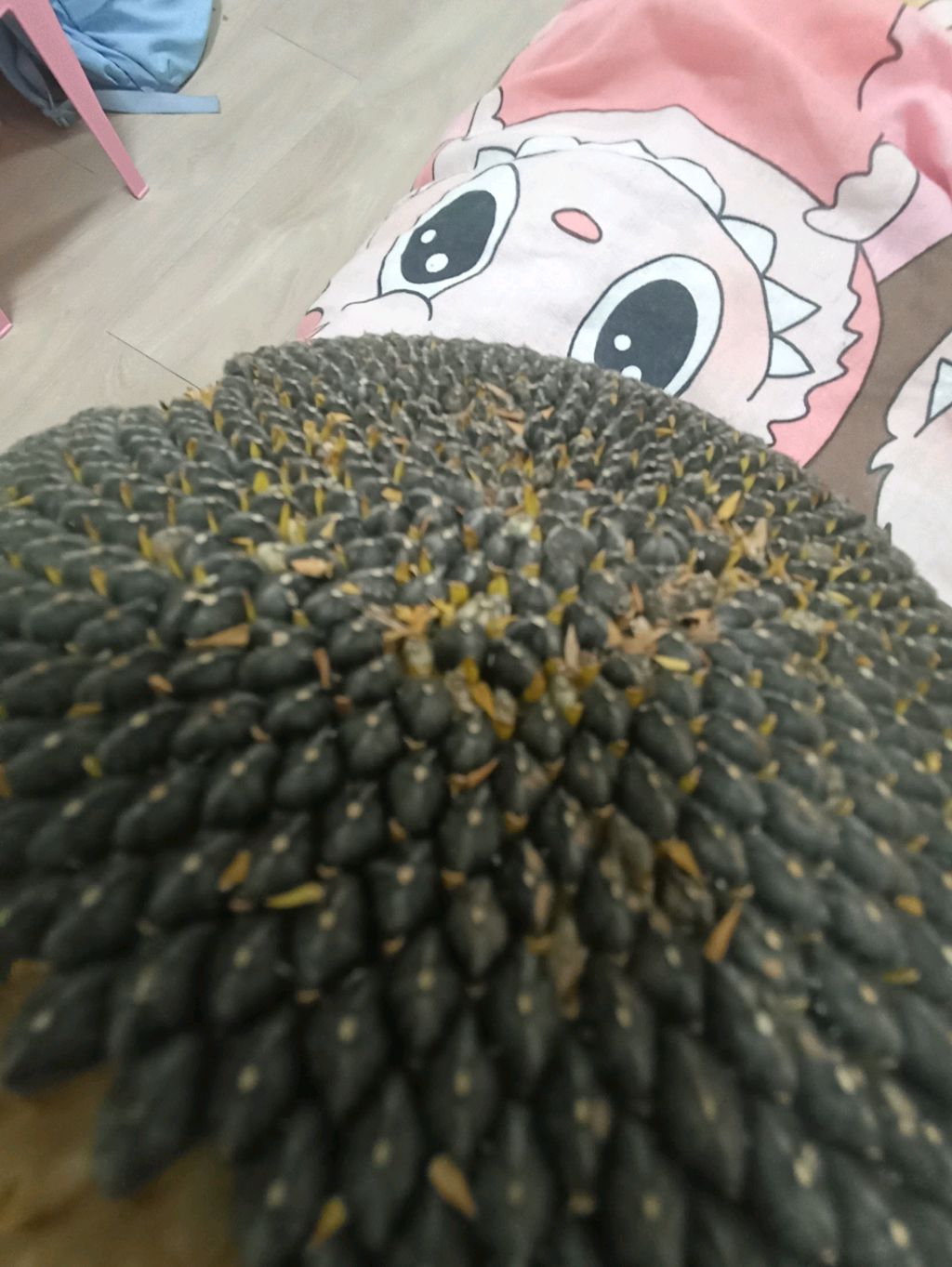обзор подсолнуха 🌻