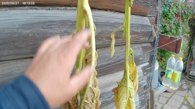 Как собрать и сохранить семена махорки