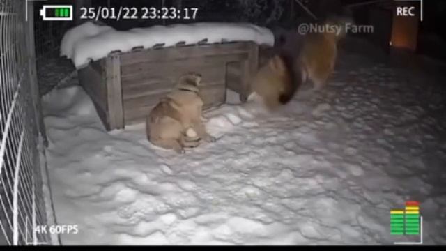 кот прогнал тигра
