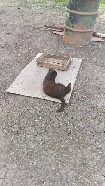 Картошка и кот СИНУС