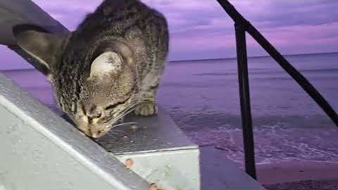 Морские коты дубль два.