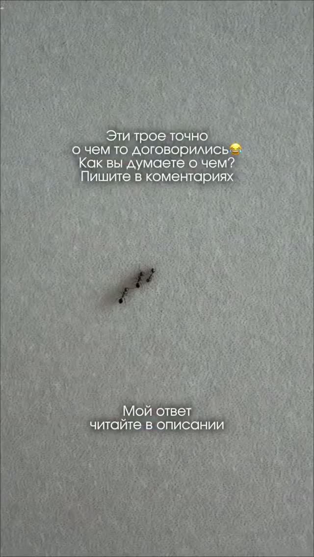 Ваши Варианты про Команду Трудяг_
