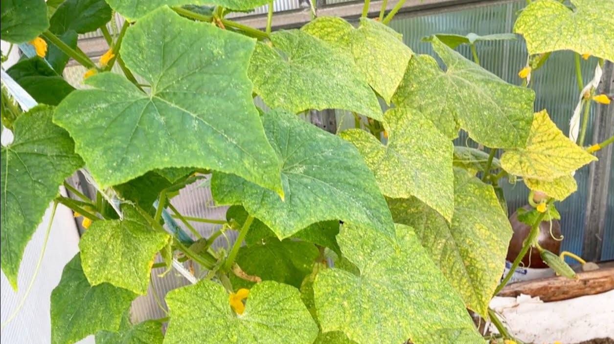 🥀🥒 ЕСЛИ ЛИСТЬЯ ОГУРЦОВ ЖЕЛТЕЮТ И ВЯНУТ, СРОЧНО СДЕЛАЙТЕ ЭТО 🥒🥀