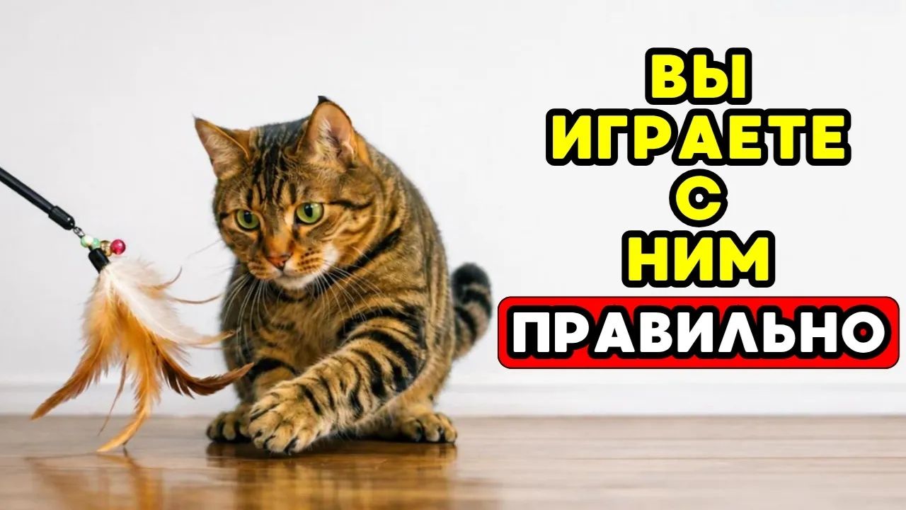 ПРАВИЛЬНЫЙ СПОСОБ играть с вашим котом (97% делают это неправильно)