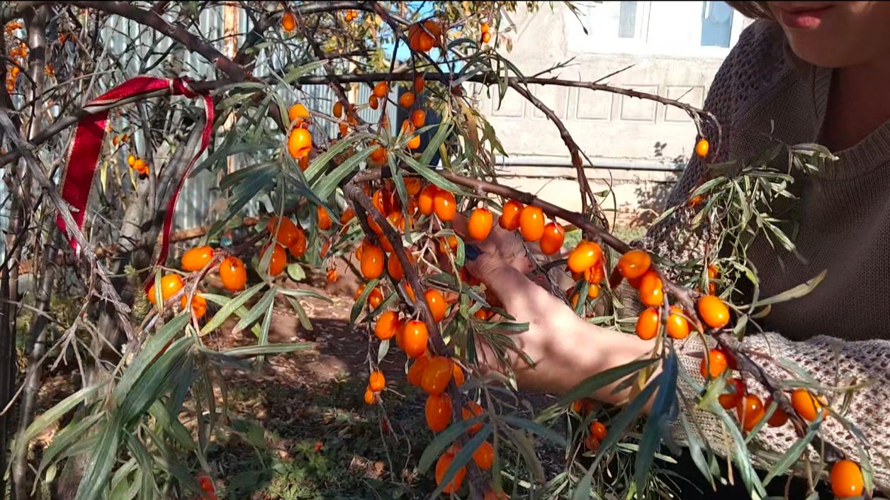 Сентябрь 2026🍂🛖🍁 Дачный влог 
